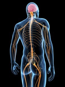Energetic Nervous System Cleanse
